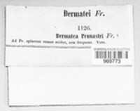 Tympanis prunastri image